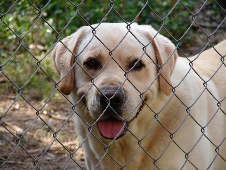 Sequestri a Salerno: commercio illegale di cani e gatti