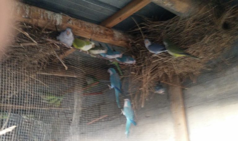 Montecorice, detenevano uccelli illegalmente: il sequestro