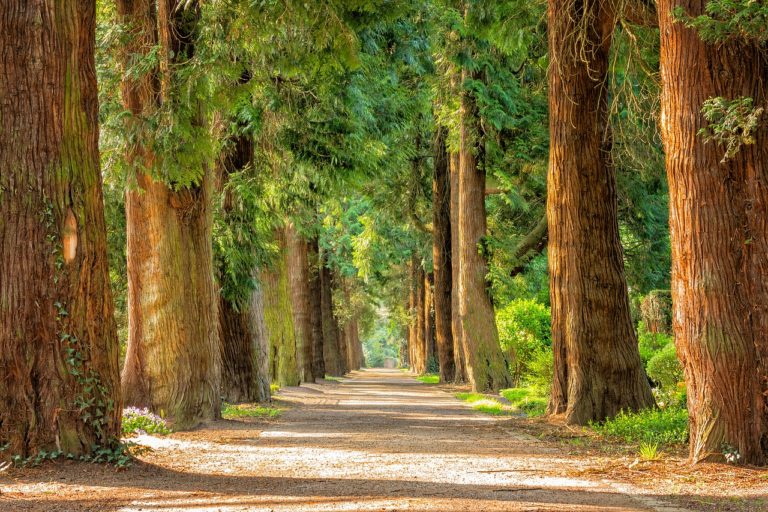 Pellezzano, dibattito sul tema del rispetto dell’ambiente