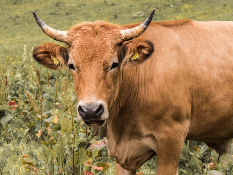 Cilento, mucca provoca incidente sull’Autostrada
