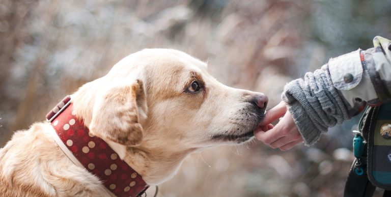 Salerno, violenze sugli animali: tolleranza zero della Polizia Municipale