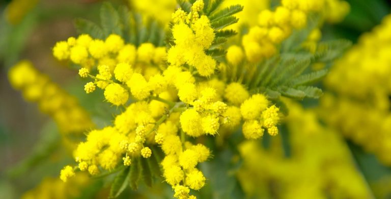 Salerno, mimose per la Festa della donna alle 26 migranti sbarcate senza vita