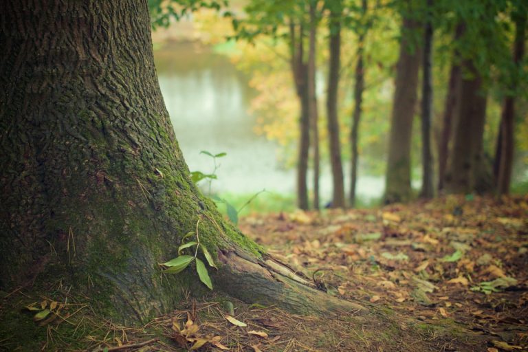 Scafati, piantumazione di alberi presso il Fondo agricolo “Nicola Nappo”