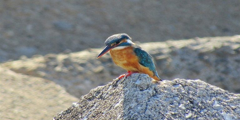 Salerno: con la Primavera torna il Martin Pescatore in città