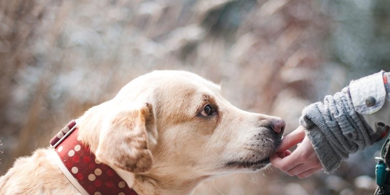 Baronissi, tra segnalazioni e denunce continua la battaglia degli animalisti