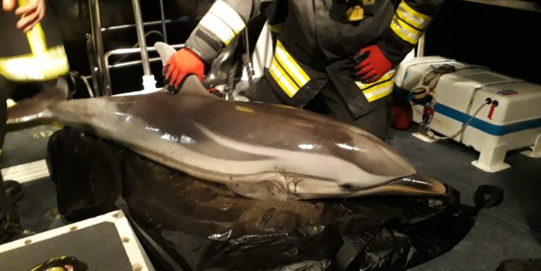 Salerno, delfino spiaggiato sul Lungomare Colombo: task force per salvarlo