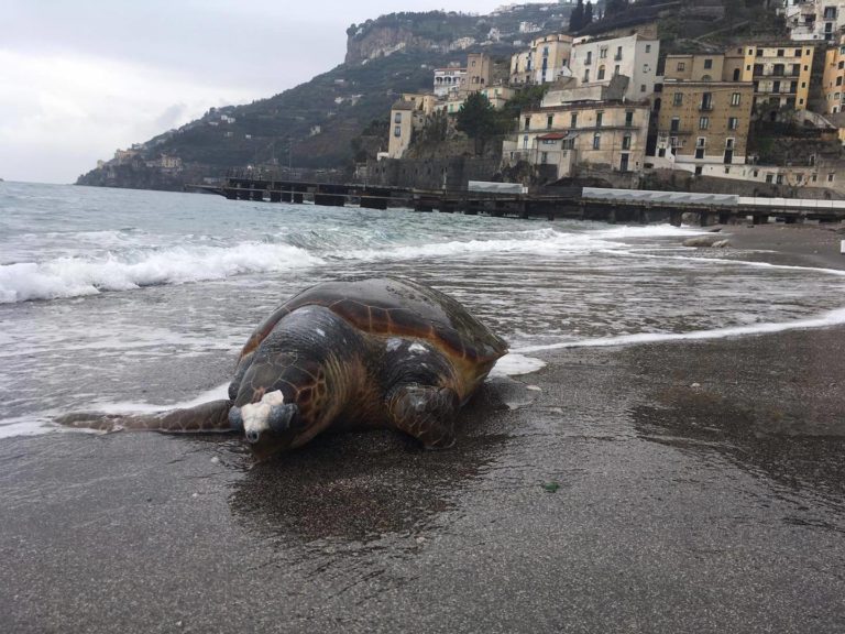 Plastica che uccide: sulla spiaggia di Minori trovata una tartaruga priva di vita