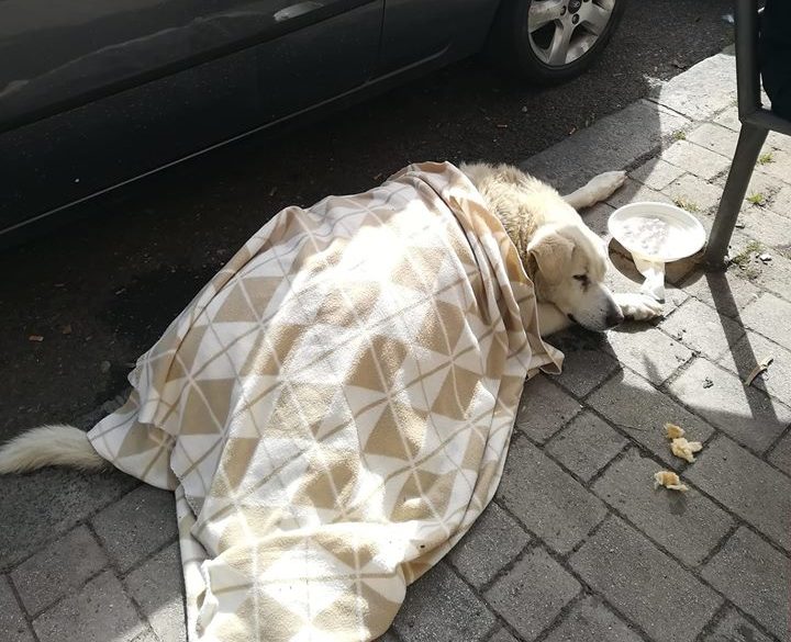 Battipaglia, addio Bella! Il quartiere Sant’Anna piange la sua amica a quattro zampe