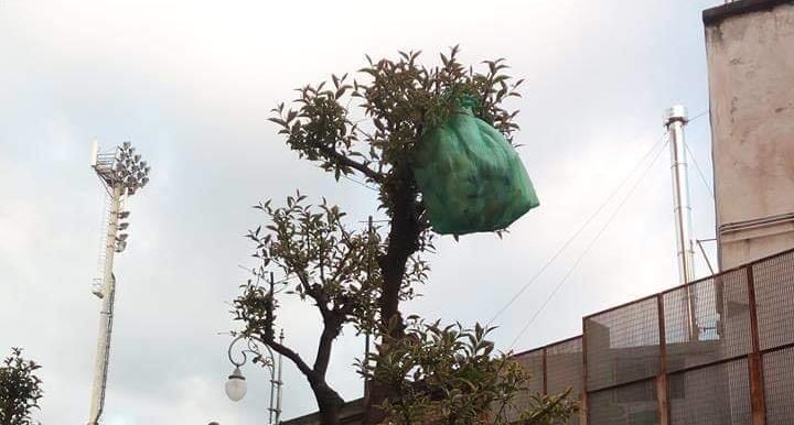 Salerno: busta di rifiuti su un albero in via Nizza. L’intervento del sindaco
