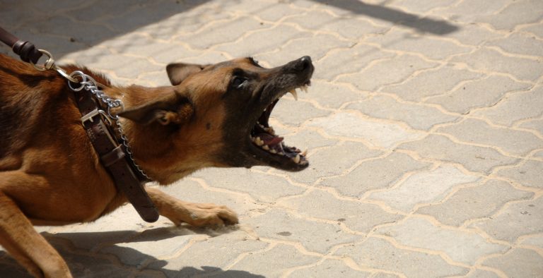 Cane aggressivo finisce ai “domiciliari” a Sarno