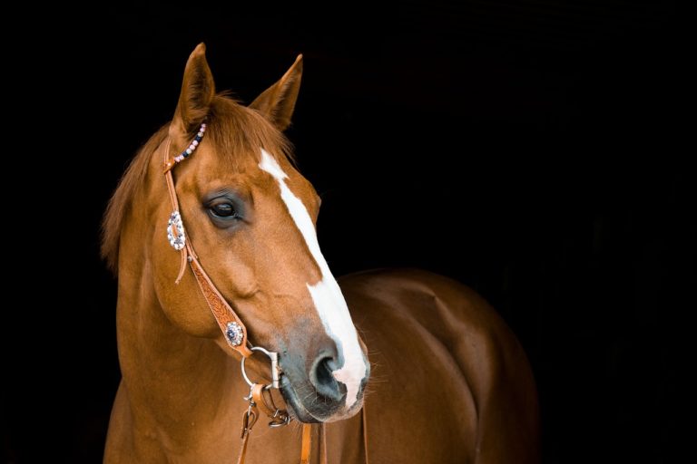 Valico di Chiunzi, il cimitero degli orrori. Cavallo fatto a pezzi e gettato in discarica