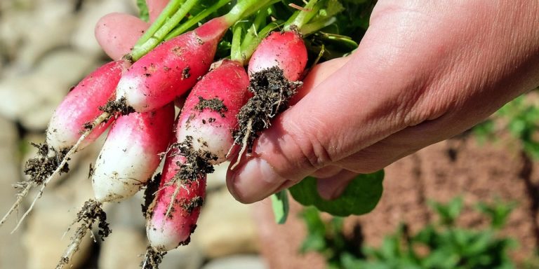 Sabato 13 aprile a Nocera la presentazione del progetto “Orti Urbani”