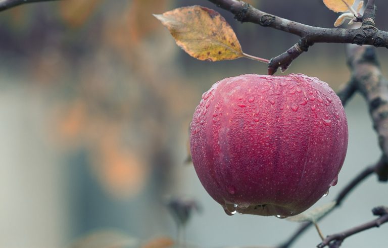 Maltempo: ingenti danni a colture. Confagricoltura Salerno invoca stato di calamità