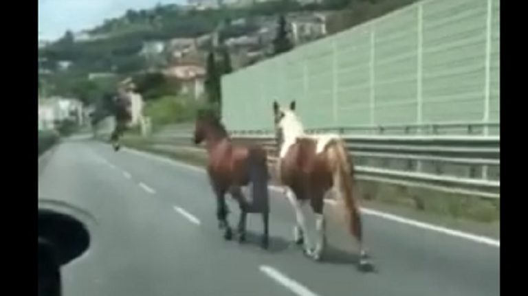 Salerno: panico tra gli automobilisti, cavalli in tangenziale