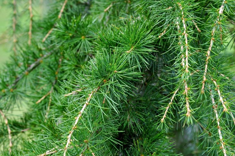 Salerno accetta il Cedro della Pace dal Libano e lo pianto al Parco dell’Irno