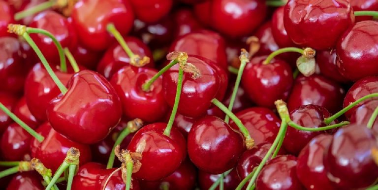 Il maltempo fa crollare la produzioni di ciliegie a Salerno