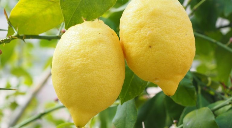 Limoni IGP Costa d’Amalfi: positivo l’inizio della raccolta