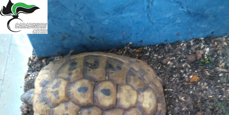 Scafati: illecita detenzione di specie selvatiche tutelate, il sequestro