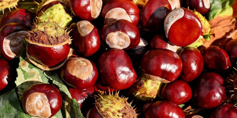 Salerno, stagione difficile per la produzione di castagne: lo dice Coldiretti