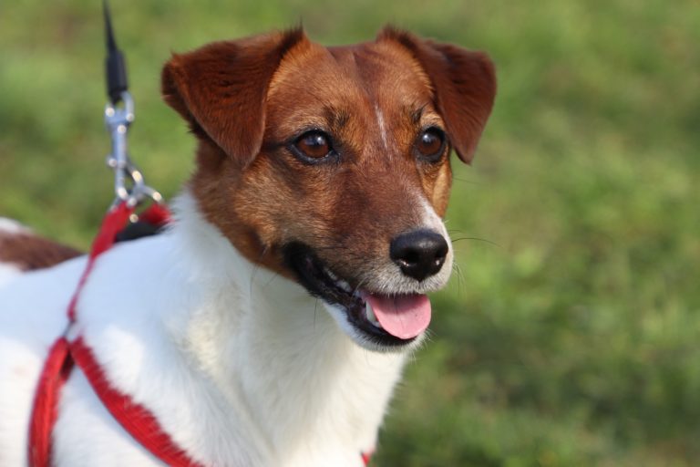 Stage sulla corretta gestione del cane a Mercato San Severino