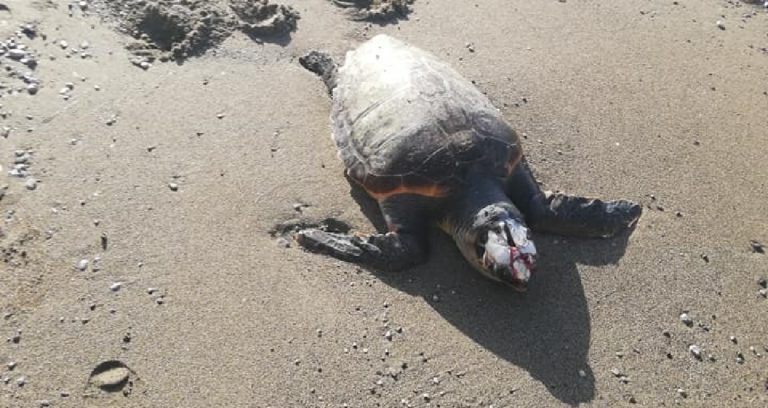 Vietri sul Mare: trovata Tartaruga senza vita sulla spiaggia