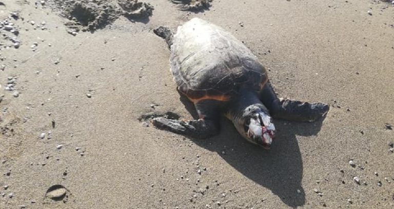 Cilento: comparsi i primi due nidi di Caretta Caretta