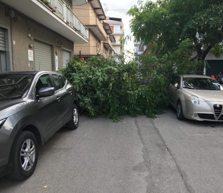 Alberi caduti sulla strada a Bellizzi: un’auto danneggiata