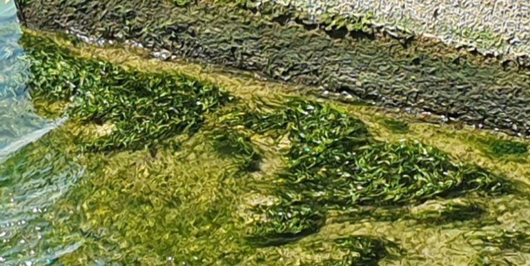 Battipaglia, alghe e mucillagini presso l’idrovora segnalati dai bagnanti
