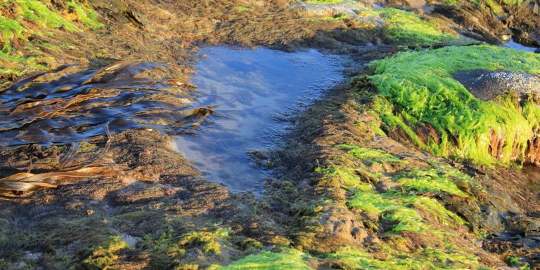 Alghe e mare verde: il Comune di Battipaglia ha effettuato i controlli
