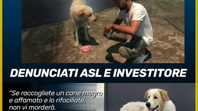 Battipaglia, uccisa la “cagnolona” Marika: la denuncia degli animalisti
