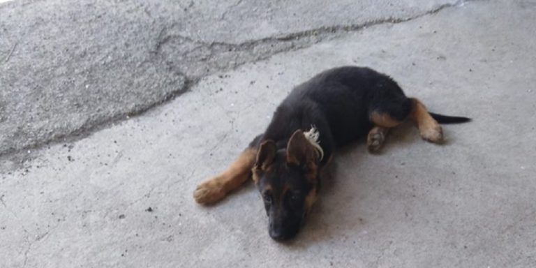San Cipriano Picentino, cucciola di pastore tedesco smarrita: l’appello dei proprietari