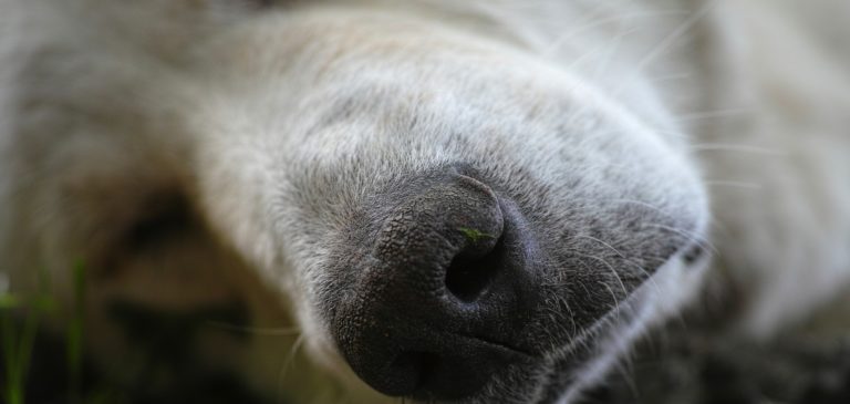 Nocera Inferiore, ritrovato cadavere di un cane coperto con una busta