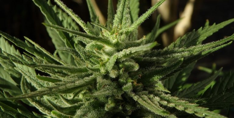 Salerno, i giudici “assolvono” la cannabis