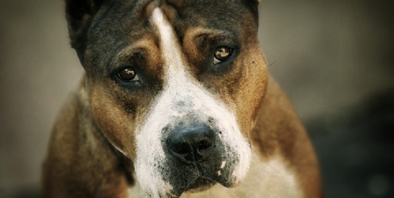 Paura sull’A2 per un pitbull abbandonato