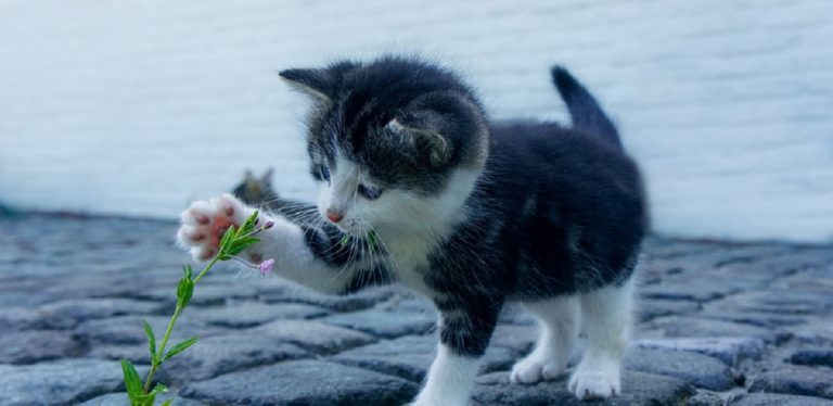 Vallo della Lucania, gattino picchiato a sangue: si indaga