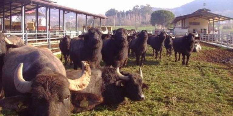 Il Comune di Eboli a sostegno della salvaguardia della Bufala della Piana del Sele