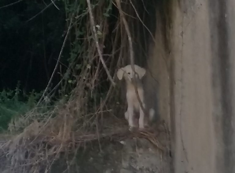 Vallo della Lucania, cagnolini salvati dai Vigili del Fuoco