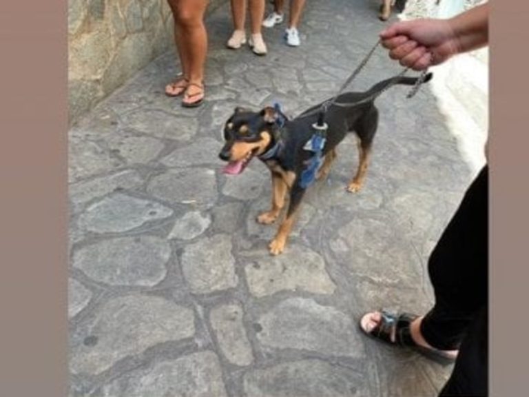 Cane si imbarca sulla motonave che conduce da Positano a Capri