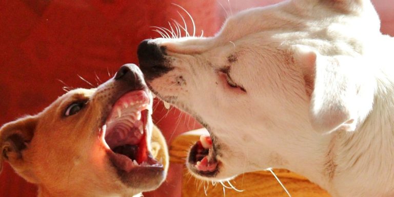 Tragedia sfiorata a Teggiano: cani aggrediscono e azzannano il padrone