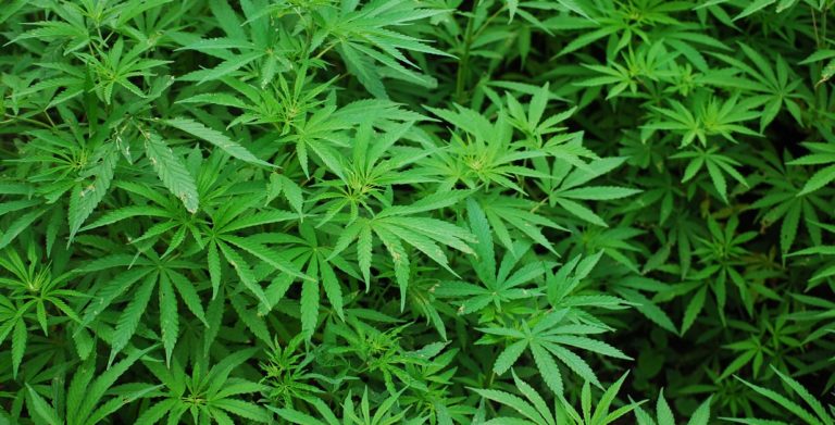 Scafati, scoperta piantagione di marijuana nel Polverificio Borbonico
