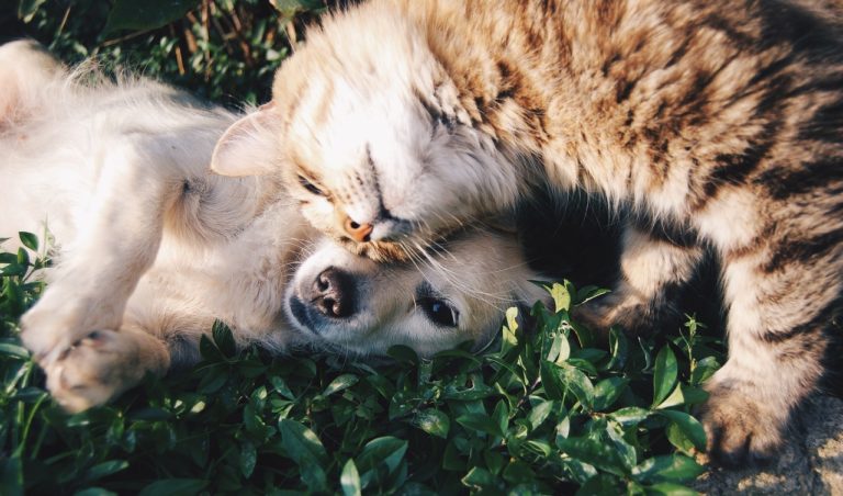 Battipaglia, prevenzione e contrasto al maltrattamento degli animali: arrivano 4700 euro