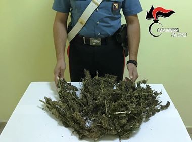 San Pietro al Tanagro, sequestrate coltivazioni di marijuana