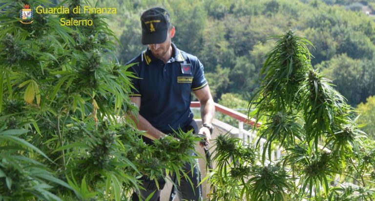 Salerno, operazione della Guardia di Finanza: sequestrate piante di marijuana, dosi di hashish e cocaina