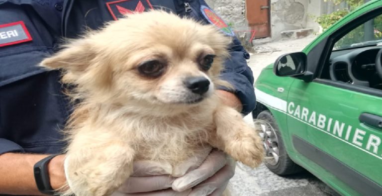 Cani maltrattati a Nocera Inferiore: salvati 17 cuccioli e denunciato responsabile