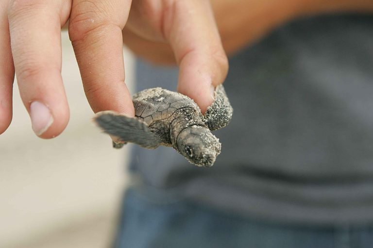 Cilento, alta marea allaga nido di tartarughe: morte 66 Caretta caretta