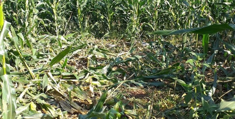 Allarme cinghiali nel salernitano: campi di mais danneggiati e vigne a rischio