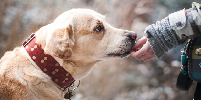 Penitenziario di Salerno, parte il progetto di recupero attraverso Interventi Assistiti con Animali