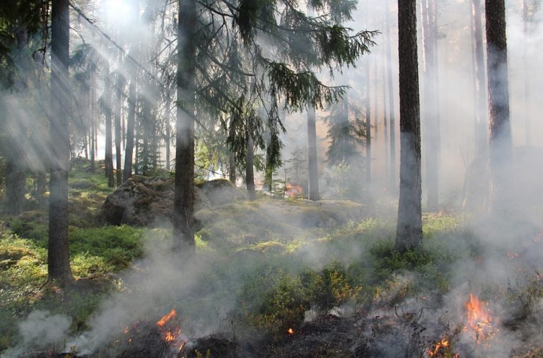 San Giovanni a Piro: incendio in località Spineto, il vento alimenta le fiamme