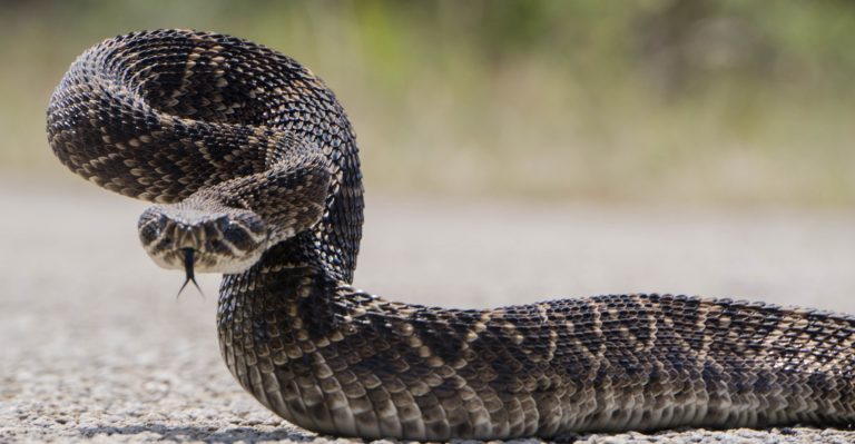 Casal Velino, trovato un serpente in spiaggia: la paura dei bagnanti