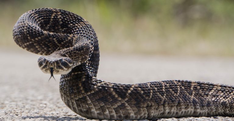 Torchiara, avvistata una vipera davanti al cancello di una scuola